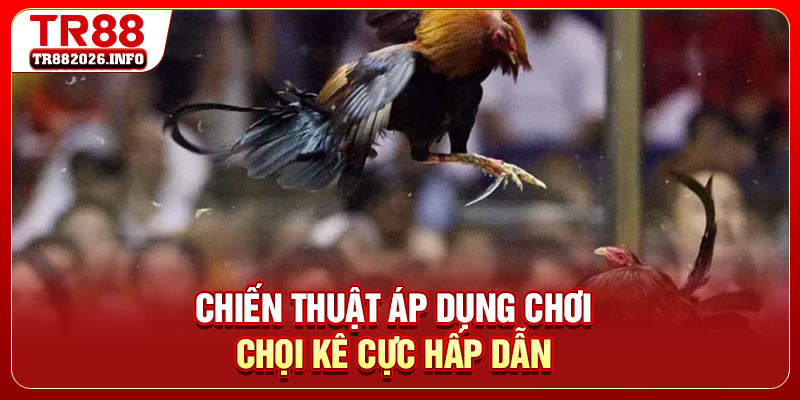 Chiến thuật áp dụng chơi chọi kê cực hấp dẫn