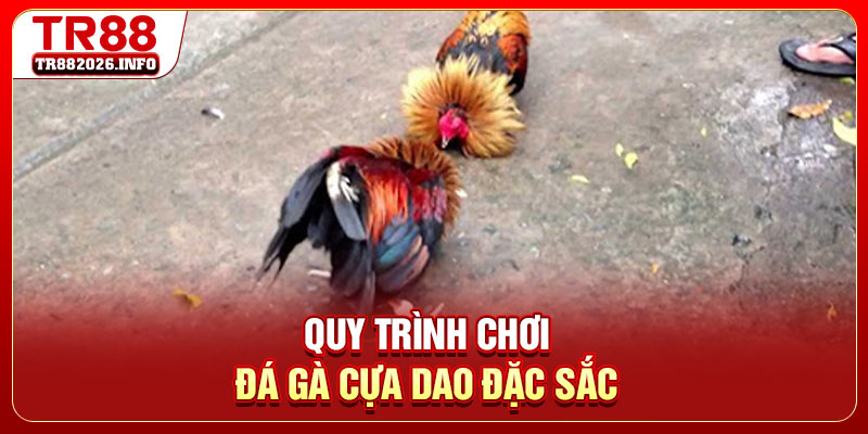 Quy trình chơi đá gà cựa dao đặc sắc